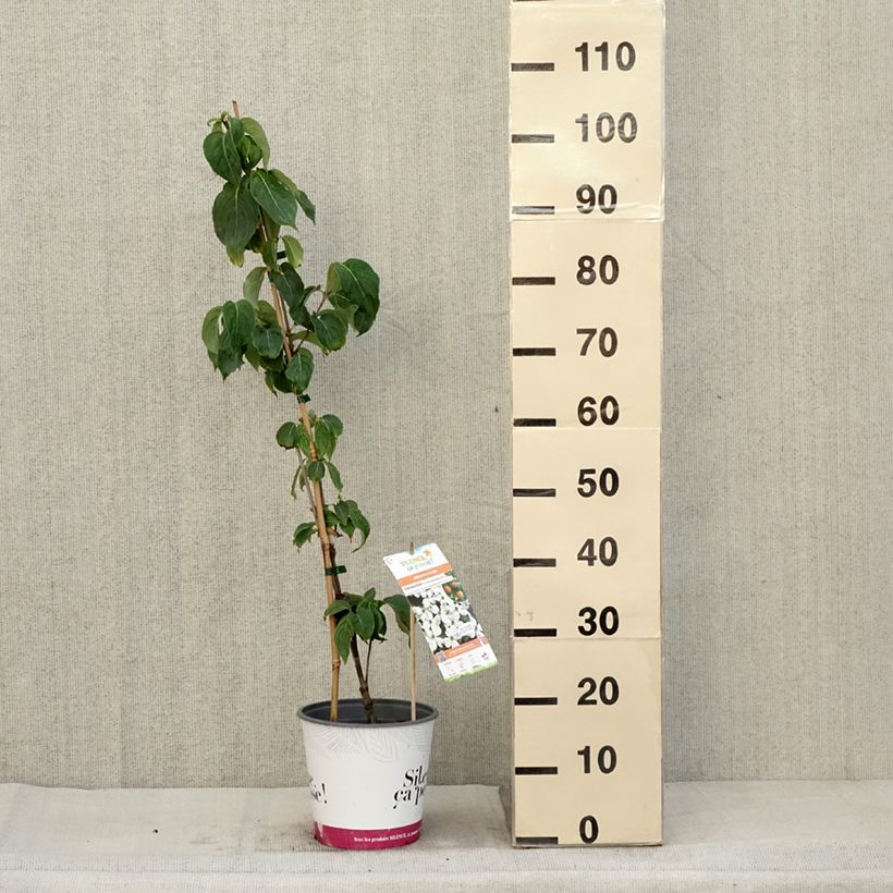 Exemplar von Chinesischer Blumen-Hartriegel Great Star - Cornus kousa subsp. chinensis Topf mit 4L/5L wie im Herbst geliefert