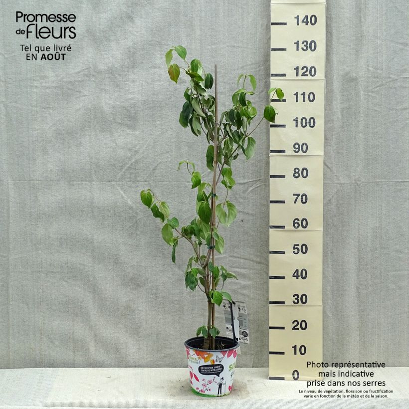 Exemplar von Chinesischer Blumen-Hartriegel Great Star - Cornus kousa subsp. chinensis Topf mit 4L/5L wie im Sommer geliefert