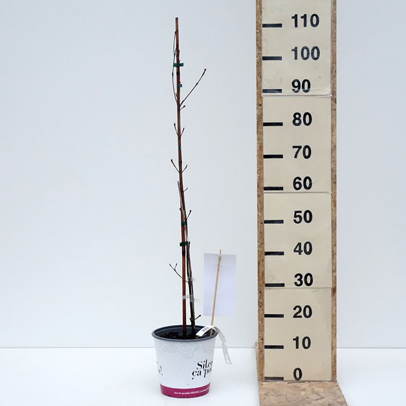 Exemplar von Chinesischer Blumen-Hartriegel Great Star - Cornus kousa subsp. chinensis Topf mit 4L/5L wie im Winter geliefert