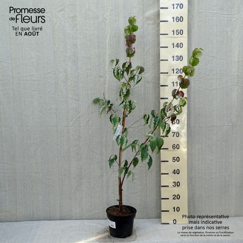 Exemplar von Japanischer Blumen-Hartriegel Weisse Fontaine - Cornus kousa Topf mit 3L/4L wie im Sommer geliefert