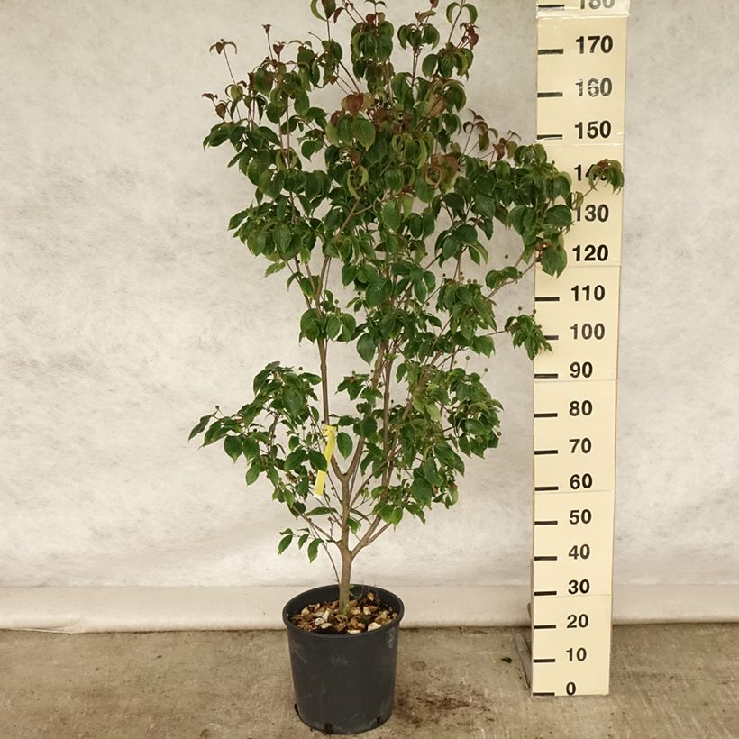 Exemplar von Japanischer Blumen-Hartriegel Wieting's Select - Cornus kousa Topf mit 18L/20L wie im Sommer geliefert