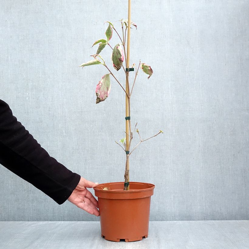 Exemplar von Japanischer Blumen-Hartriegel Wolf Eyes - Cornus kousa Topf mit 4L/5L wie im Herbst geliefert