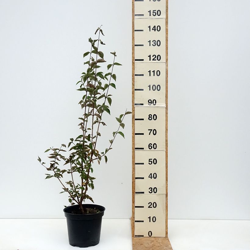 Exemplar von Kornelkirsche - Cornus mas Topf mit 7,5L/10L wie im Herbst geliefert