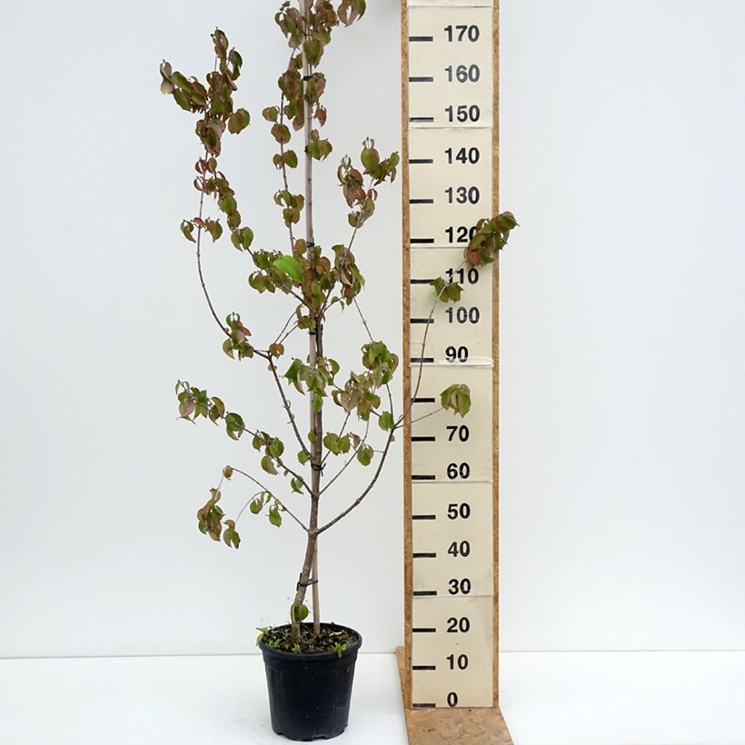 Exemplar von Kornelkirsche Flava - Cornus mas Topf mit 7,5L/10L wie im Sommer geliefert