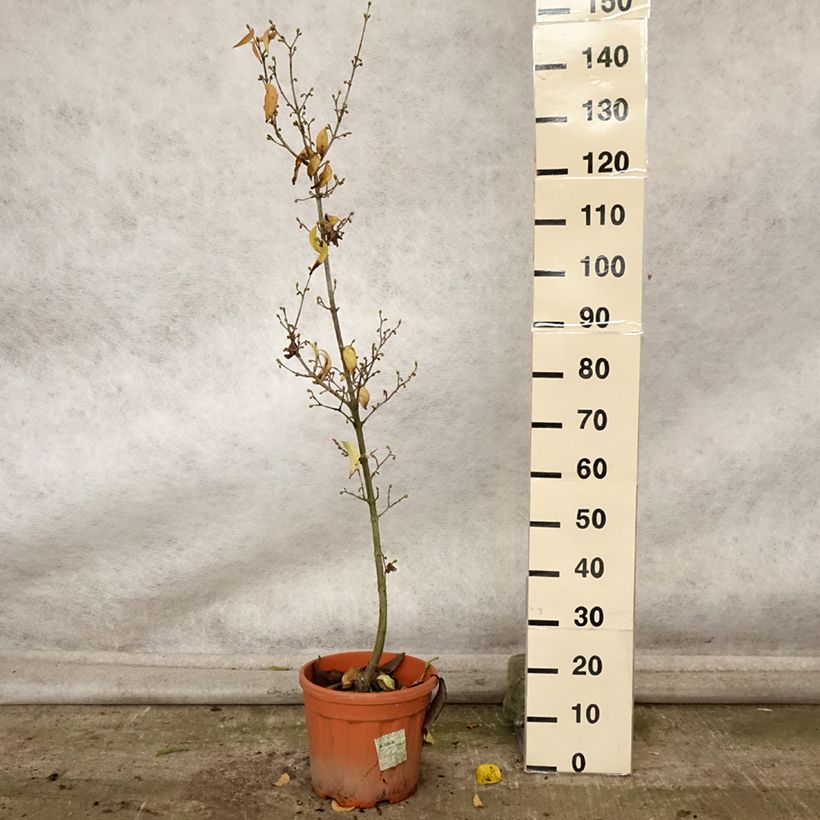 Exemplar von Kornelkirsche Kasanlak - Cornus mas Topf mit 7,5L/10L wie im Herbst geliefert