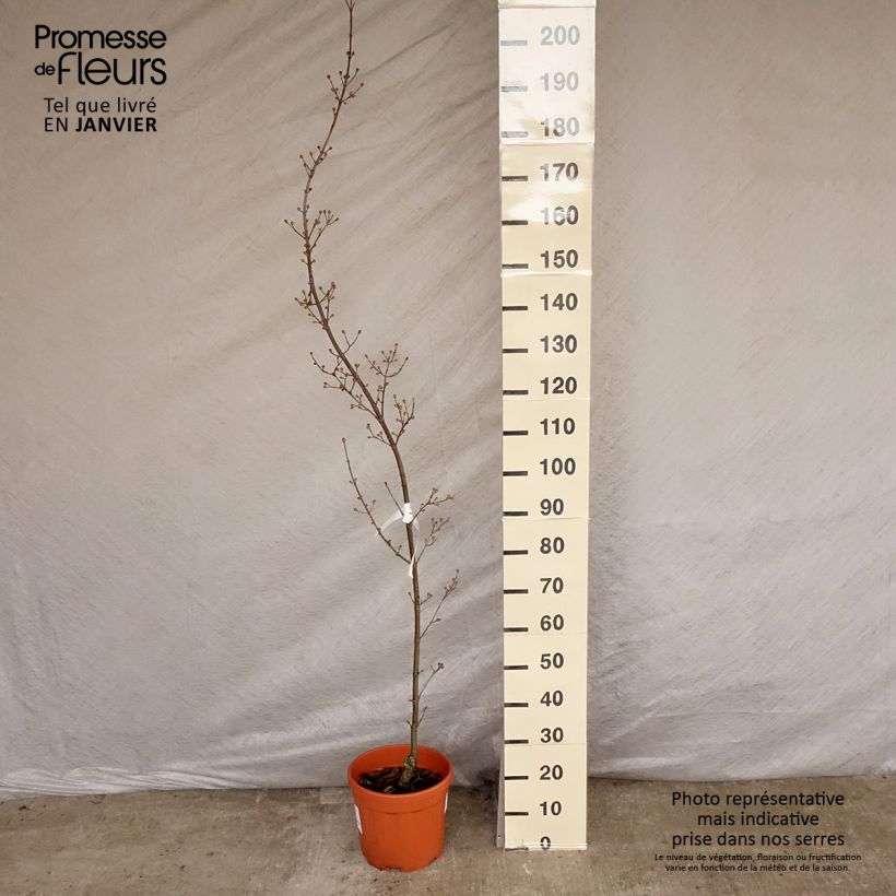 Exemplar von Kornelkirsche Kasanlak - Cornus mas Topf mit 7,5L/10L wie im Winter geliefert