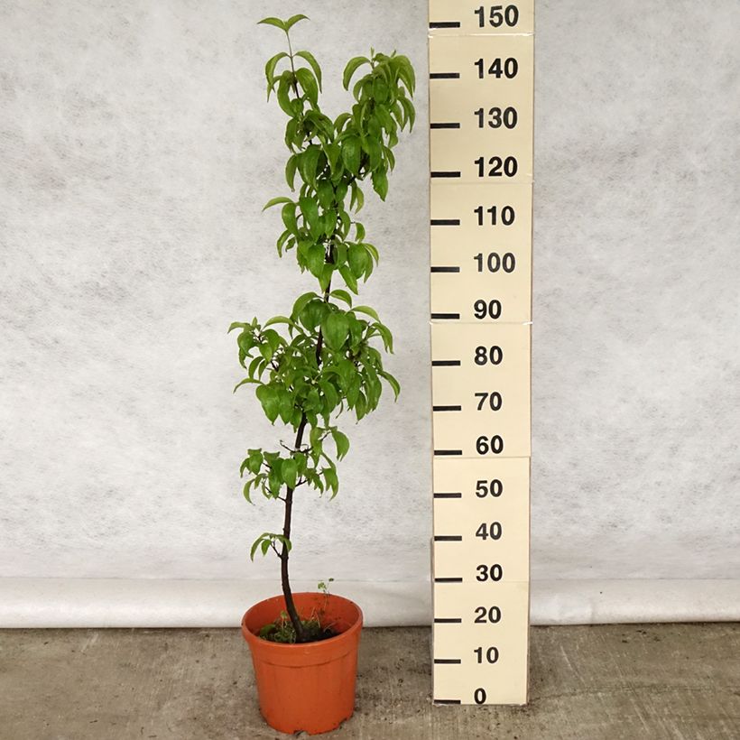 Exemplar von Kornelkirsche Kasanlak - Cornus mas Topf mit 7,5L/10L wie im Frühjahr geliefert