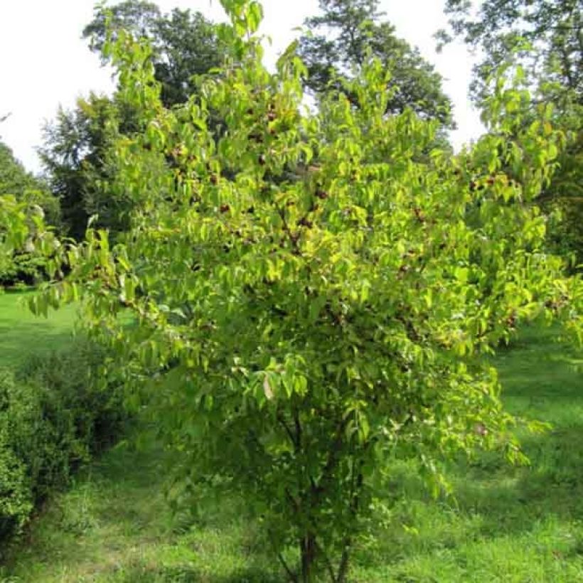 Kornelkirsche - Cornus mas (Hafen)