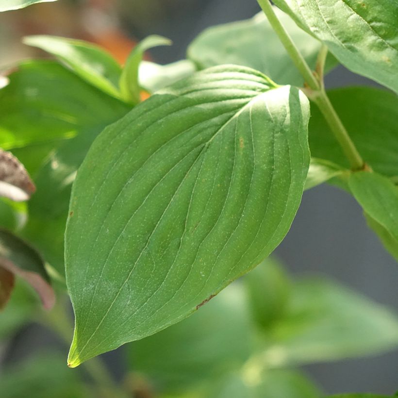 Kornelkirsche Nikołka - Cornus mas (Laub)