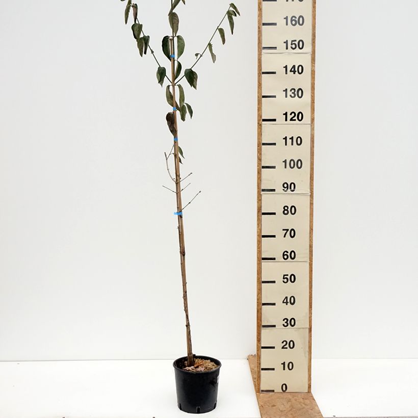 Exemplar von Kornelkirsche Nikołka - Cornus mas Topf mit 4L/5L wie im Herbst geliefert