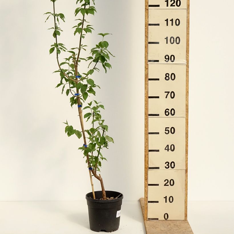 Exemplar von Kornelkirsche Nikołka - Cornus mas Topf mit 4L/5L wie im Frühjahr geliefert