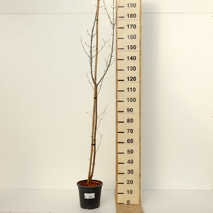Exemplar von Kornelkirsche Pancharevo - Cornus mas Topf mit 7,5L/10L wie im Winter geliefert