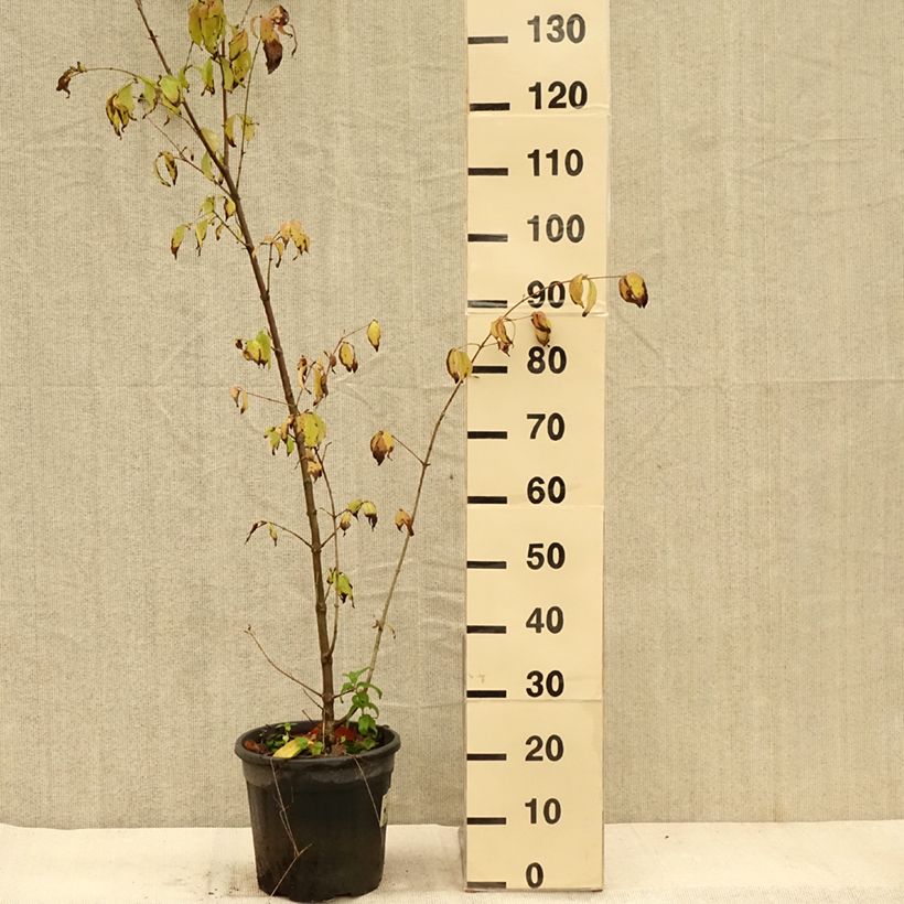 Exemplar von Kornelkirsche Schönbrunner Gourmet Dirndl - Cornus mas Topf mit 7,5L/10L wie im Herbst geliefert