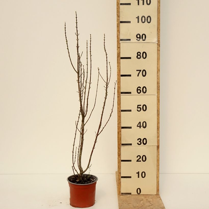 Exemplar von Roter Hartriegel Compressa - Cornus sanguinea  Topf mit 3L/4L wie im Frühjahr geliefert