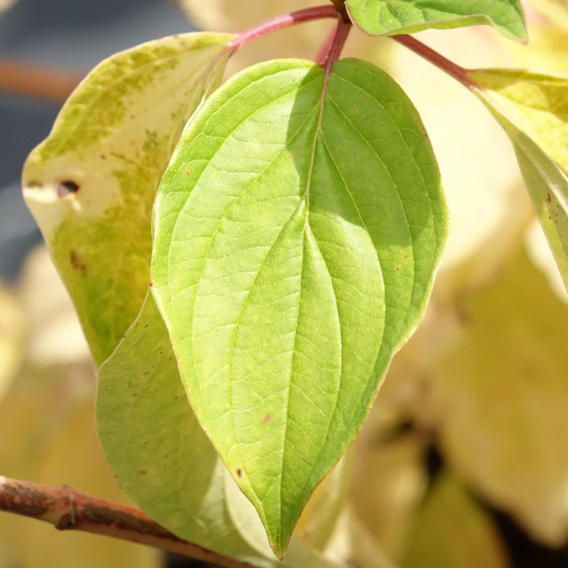 Roter Hartriegel Magic Flame - Cornus sanguinea (Laub)