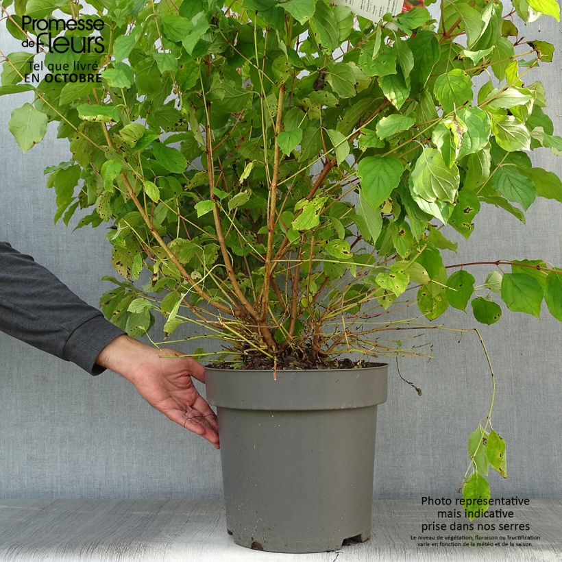 Exemplar von Roter Hartriegel Mid Winter Fire - Cornus sanguinea Topf mit 6L/7L wie im Herbst geliefert