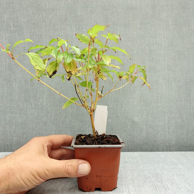 Exemplar von Roter Hartriegel Mid Winter Fire - Cornus sanguinea Kleine Töpfe von 8/9 cm wie im Herbst geliefert