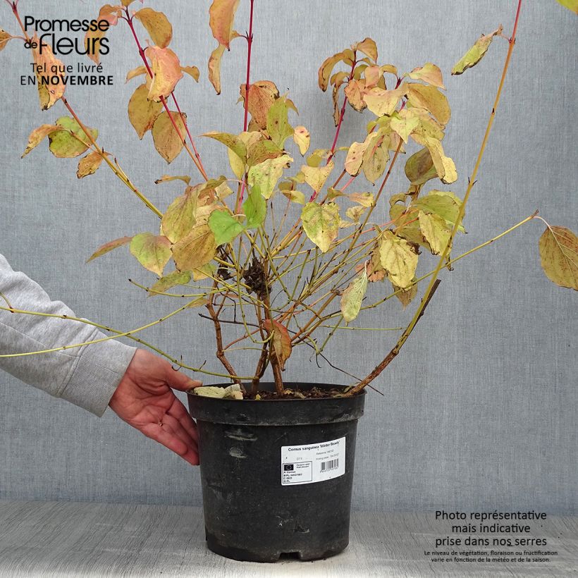 Exemplar von Roter Hartriegel Winter Beauty - Cornus sanguinea Topf mit 7,5L/10L wie im Herbst geliefert