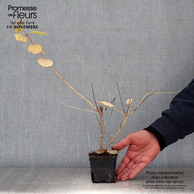 Exemplar von Roter Hartriegel Winter Beauty - Cornus sanguinea Kleine Töpfe von 8/9 cm wie im Herbst geliefert