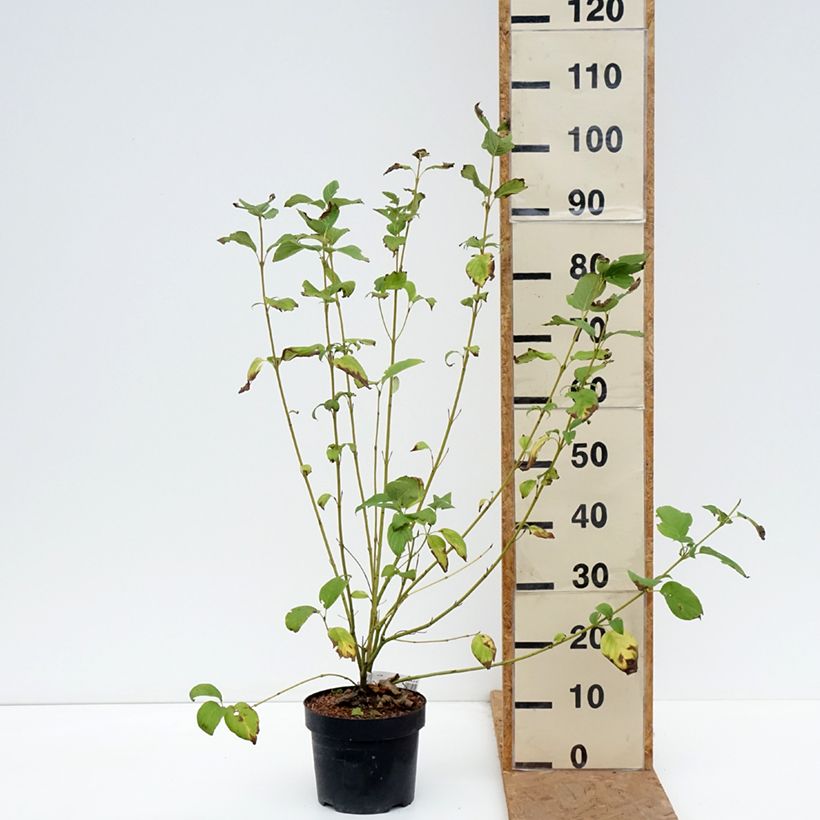 Exemplar von Seidige Hartriegel Budd's Yellow - Cornus sericea Topf mit 3L/4L wie im Herbst geliefert