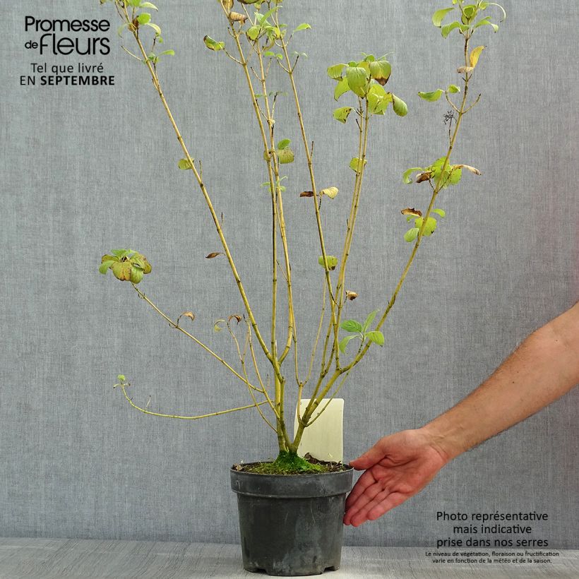 Exemplar von Seidige Hartriegel Budd's Yellow - Cornus sericea Topf mit 3L/4L wie im Sommer geliefert