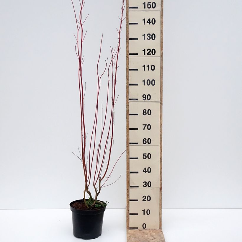 Exemplar von Seidige Hartriegel Cardinal - Cornus sericea Topf mit 7,5L/10L wie im Winter geliefert