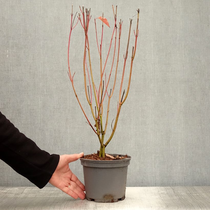 Exemplar von Seidige Hartriegel Cardinal - Cornus sericea Topf mit 2L/3L wie im Herbst geliefert