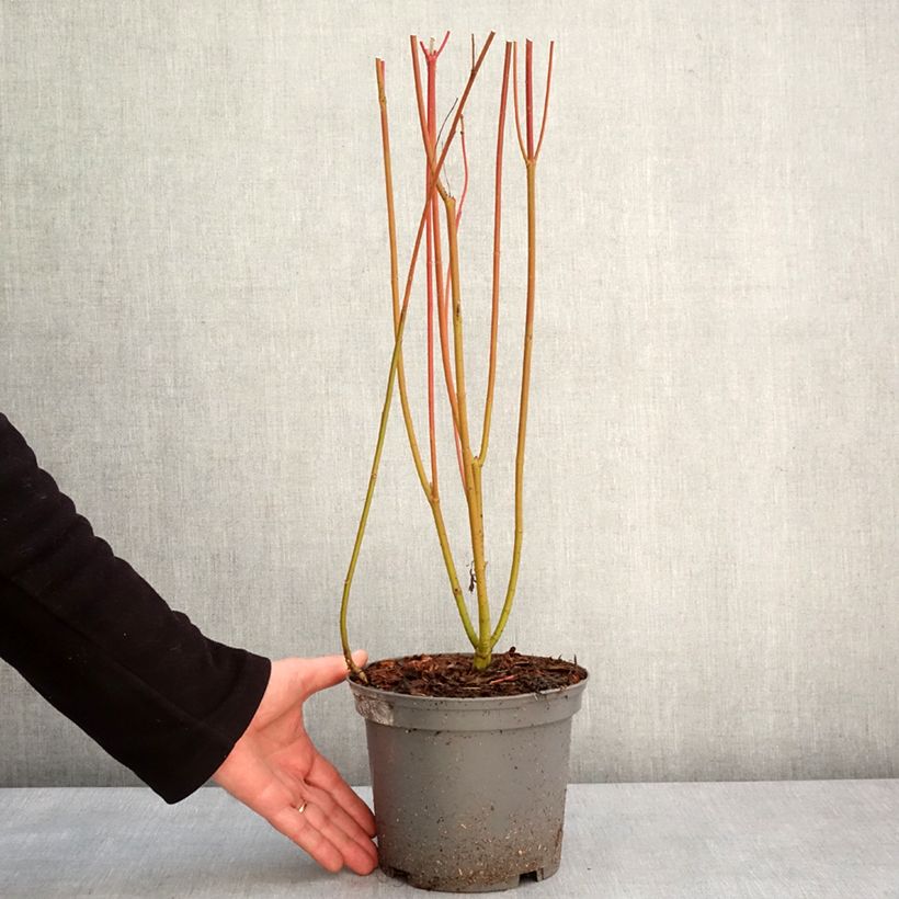 Exemplar von Seidige Hartriegel Cardinal - Cornus sericea Topf mit 2L/3L wie im Winter geliefert
