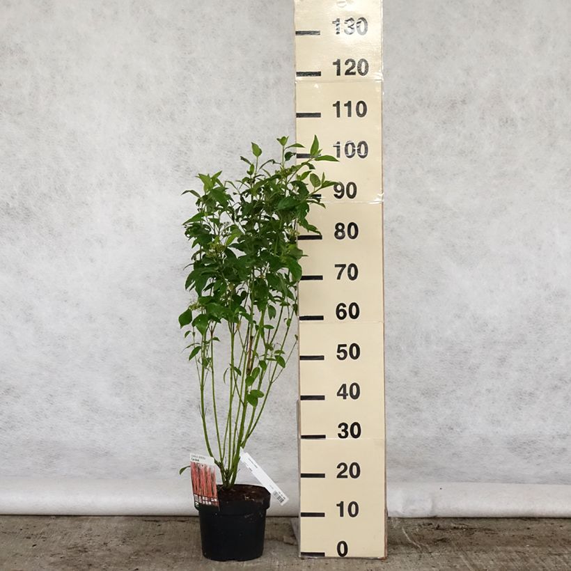 Exemplar von Seidige Hartriegel Cardinal - Cornus sericea Topf mit 2L/3L wie im Frühjahr geliefert