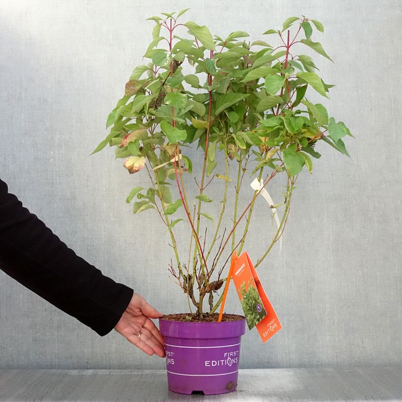 Exemplar von Seidige Hartriegel Firedance - Cornus sericea  Topf mit 3L/4L wie im Herbst geliefert