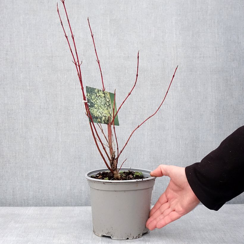 Exemplar von Seidige Hartriegel Hedgerow's Gold - Cornus sericea  Topf mit 3L/4L wie im Winter geliefert