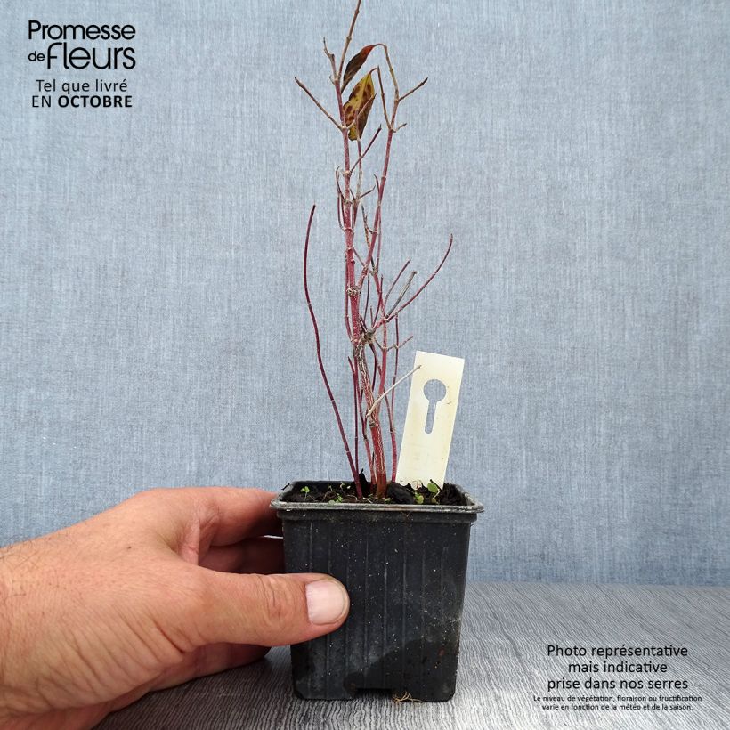 Exemplar von Seidige Hartriegel Kelseyi - Cornus sericea Kleine Töpfe von 8/9 cm wie im Herbst geliefert