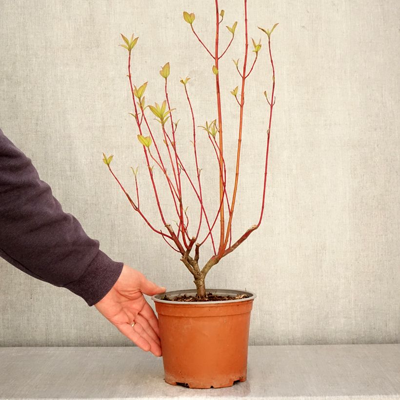 Exemplar von Seidige Hartriegel Sunshine - Cornus sericea  Topf mit 3L/4L wie im Frühjahr geliefert