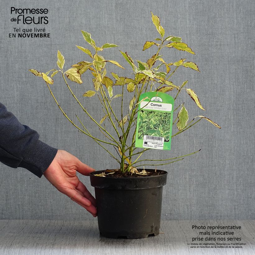 Exemplar von Seidige Hartriegel White Gold - Cornus sericea Topf mit 3L/4L wie im Herbst geliefert