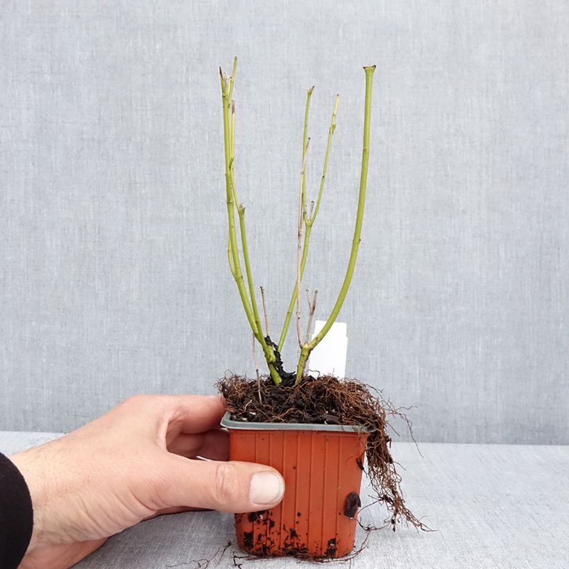 Exemplar von Seidige Hartriegel Flaviramea - Cornus sericea Kleine Töpfe von 8/9 cm wie im Frühjahr geliefert