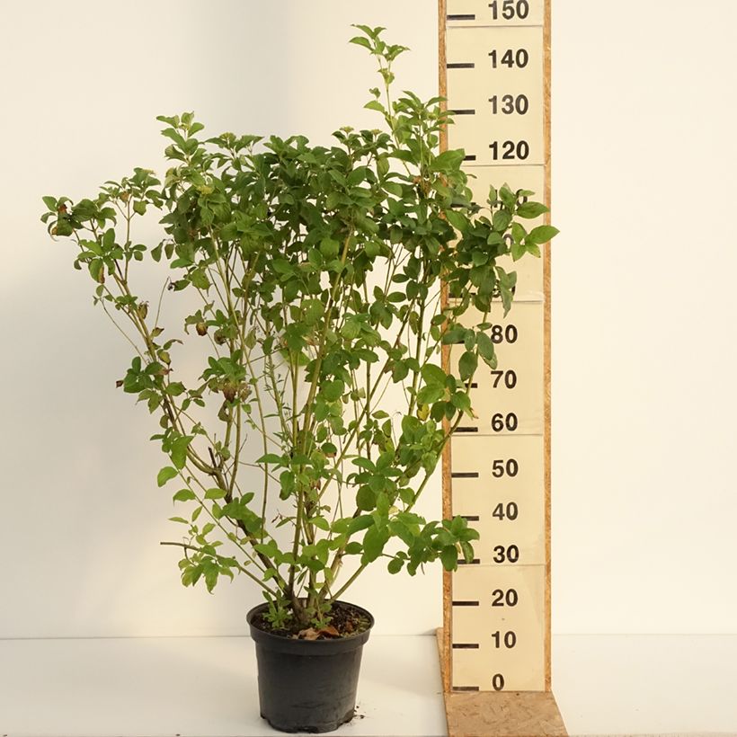 Exemplar von Seidige Hartriegel Flaviramea - Cornus sericea Topf mit 7,5L/10L wie im Sommer geliefert