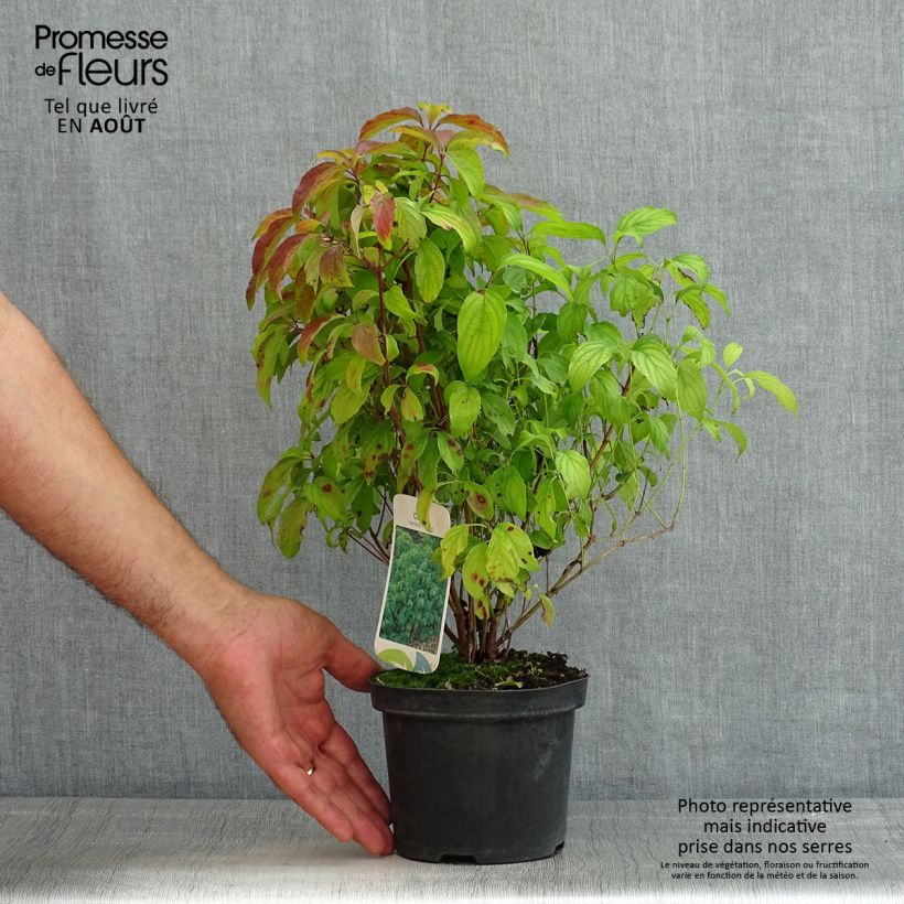 Exemplar von Seidige Hartriegel Kelsey's Dwarf - Cornus sericea Topf mit 1L/1,5L wie im Sommer geliefert