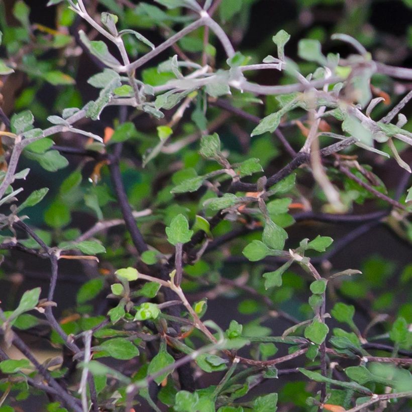 Corokia cotoneaster - Zickzackstrauch (Laub)