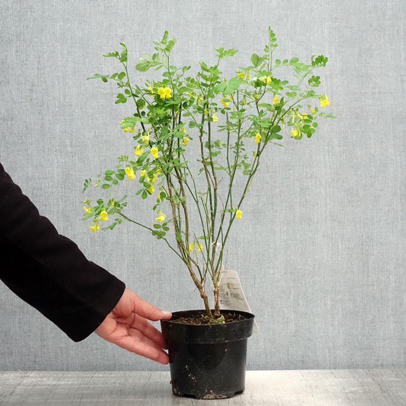 Exemplar von Hippocrepis emerus - Strauchkronwicke Topf mit 1L/1,5L wie im Frühjahr geliefert