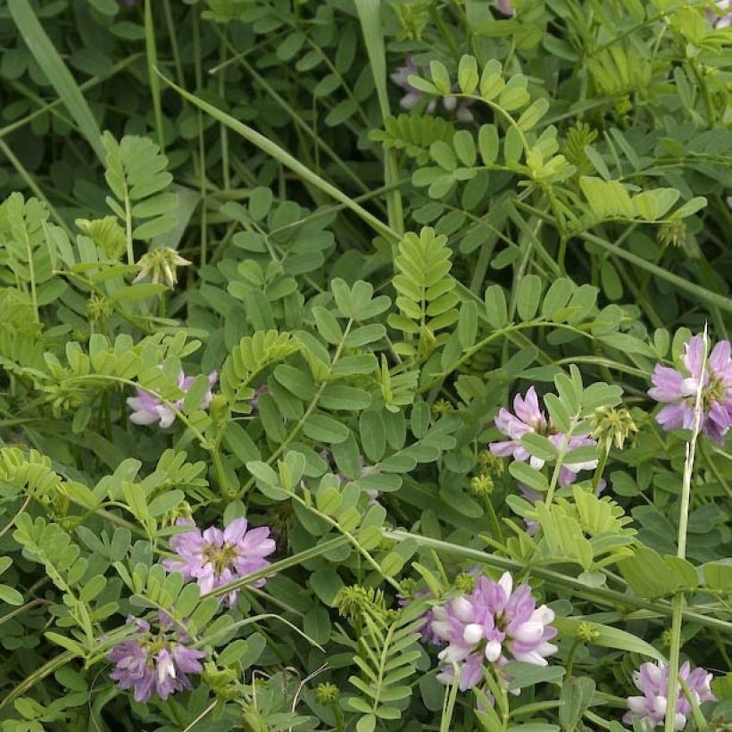Coronilla varia - Bunte Kronwicke (Laub)