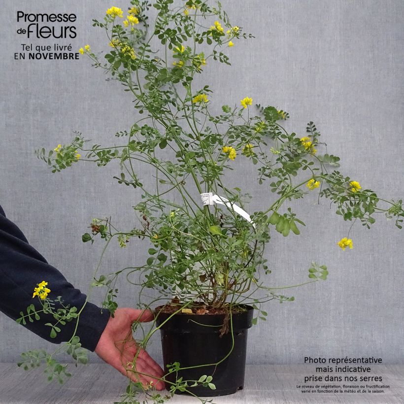 Exemplar von Coronilla valentina subsp. glauca Citrina - Blaugrüne Kronwicke Topf mit 3L/4L wie im Herbst geliefert