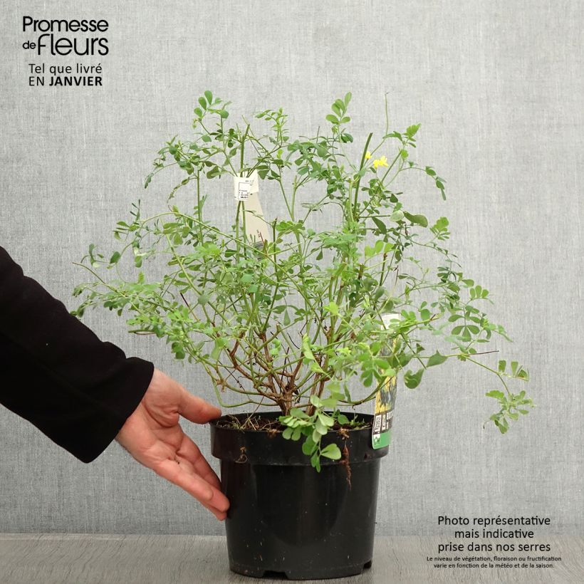 Exemplar von Coronilla valentina subsp. glauca Citrina - Blaugrüne Kronwicke Topf mit 3L/4L wie im Winter geliefert