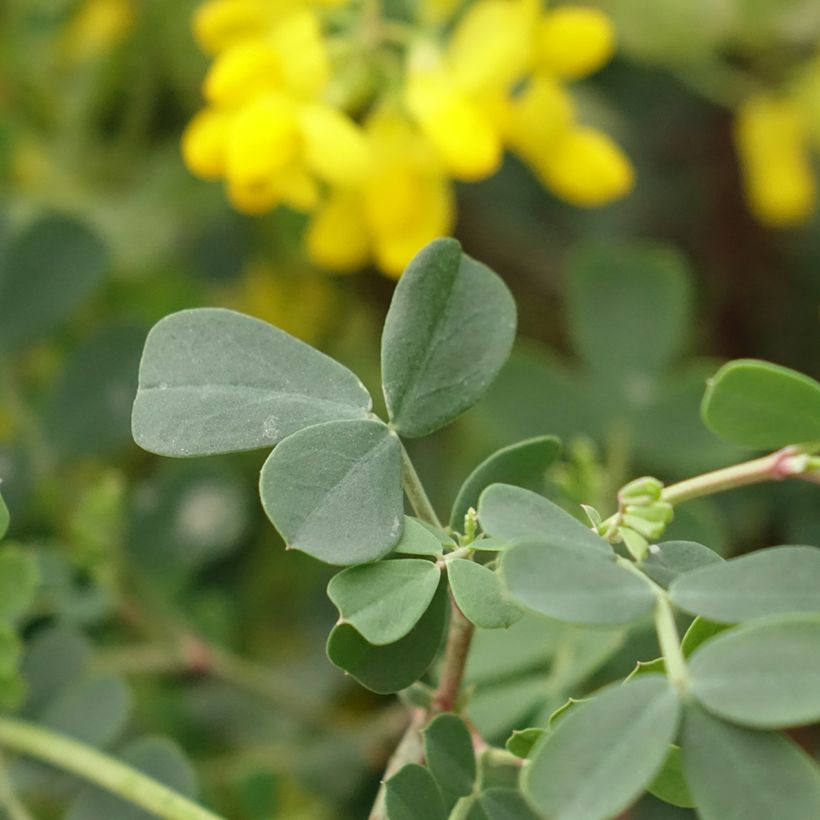 Coronilla valentina subsp. glauca Citrina - Blaugrüne Kronwicke (Laub)