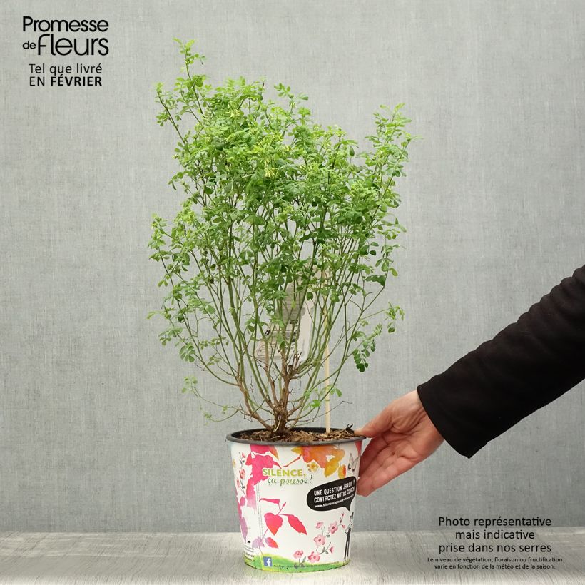 Exemplar von Coronilla valentina subsp. glauca Sélection - Blaugrüne Kronwicke Topf mit 4L/5L wie im Winter geliefert