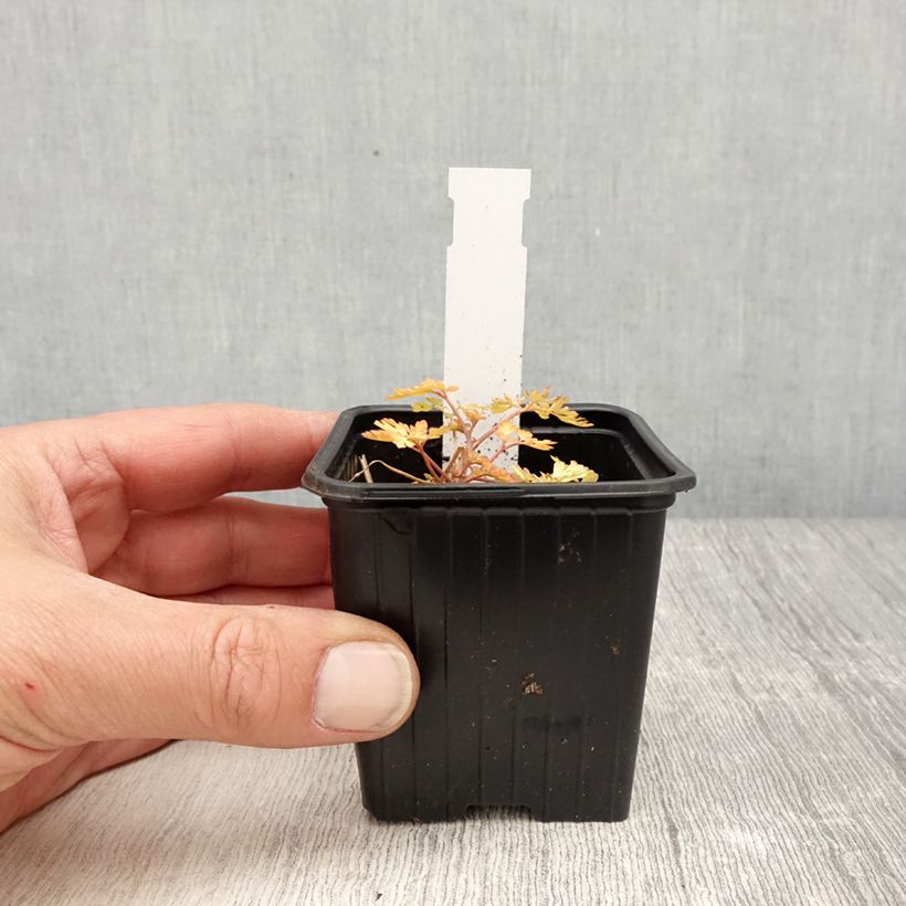 Exemplar von Corydalis Berry Exciting - Lerchensporn Kleine Töpfe von 8/9 cm wie im Frühjahr geliefert