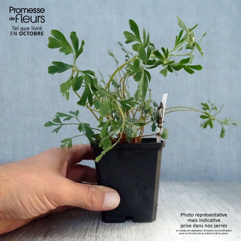 Exemplar von Corydalis flexuosa Porcelain Blue - Gebogener Lerchensporn Kleine Töpfe von 8/9 cm wie im Herbst geliefert