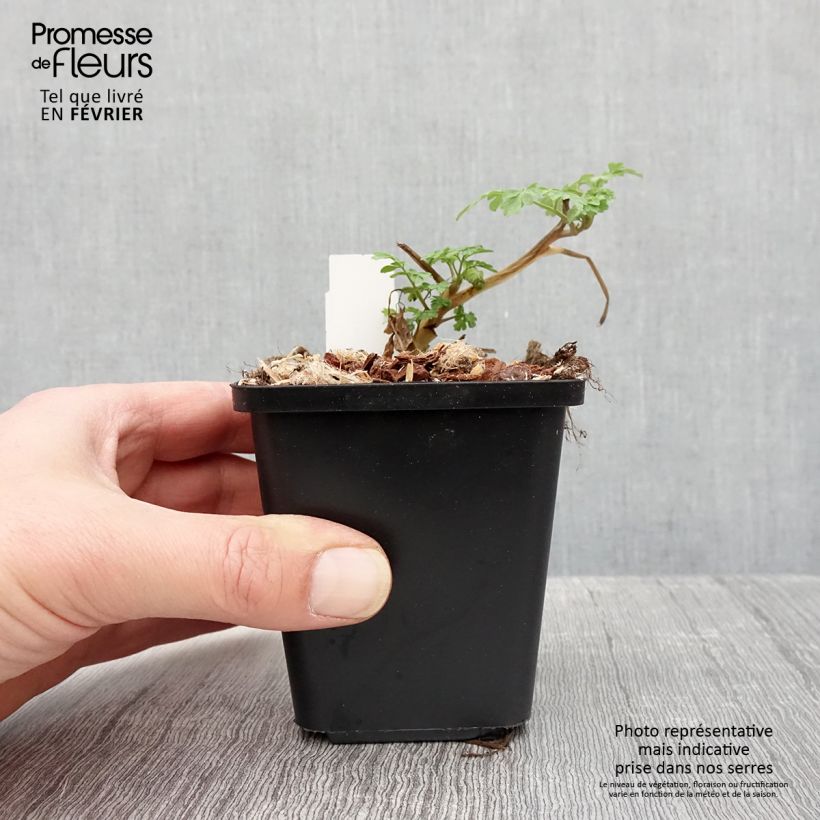 Exemplar von Corydalis lutea - Gelber Lerchensporn Kleine Töpfe von 8/9 cm wie im Winter geliefert