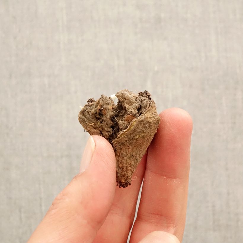 Exemplar von Corydalis pumila - Zwerg-Lerchensporn Zwiebel Kaliber/Größe I wie im Frühjahr geliefert