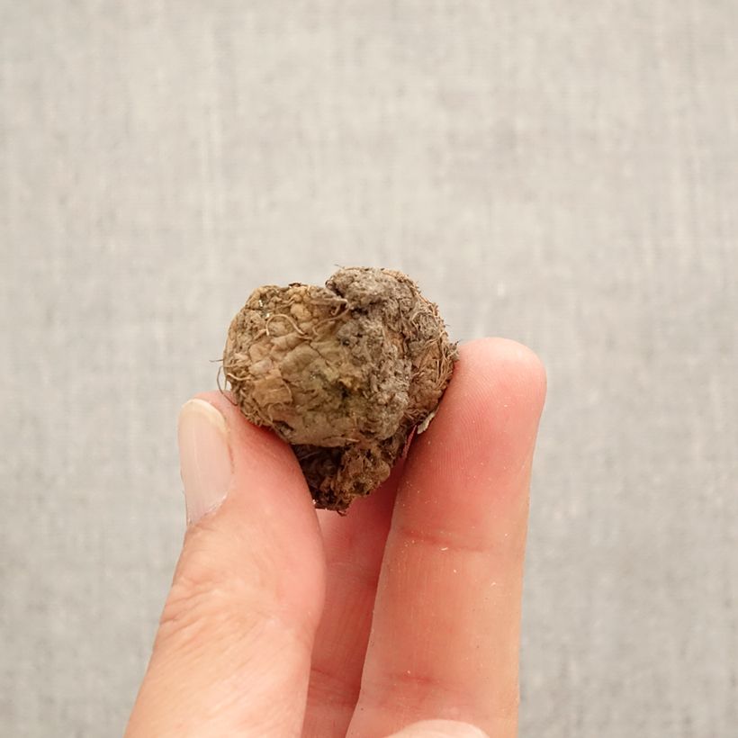 Exemplar von Corydalis solida Rainbow Mix - Gefingerter Lerchensporn Zwiebel Kaliber/Größe I wie im Frühjahr geliefert