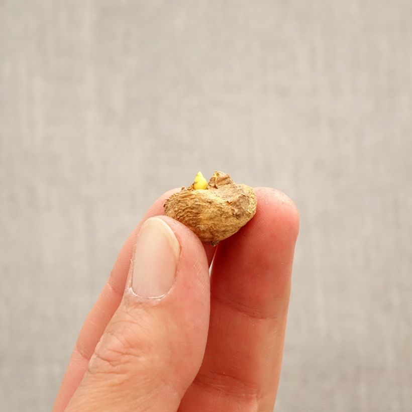 Exemplar von Corydalis solida Beth Evans - Gefingerter Lerchensporn Zwiebel Kaliber/Größe 6+ wie im Frühjahr geliefert